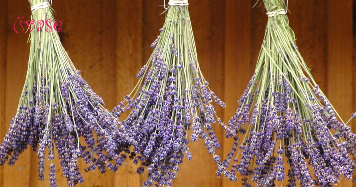 4 Easy Steps Drying Lavender