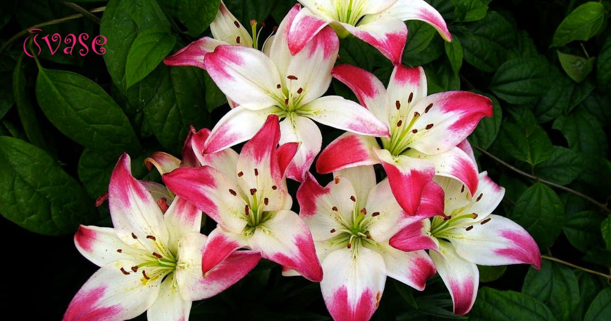 5 Secrets To Making Your Lilies Last In 2024