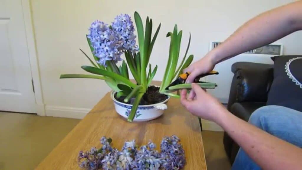 How To Cut Hyacinth For Vase?