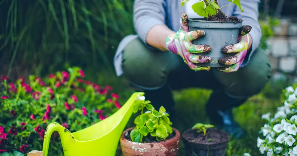 Do Dahlias Grow Better In Pots Or On The Ground?