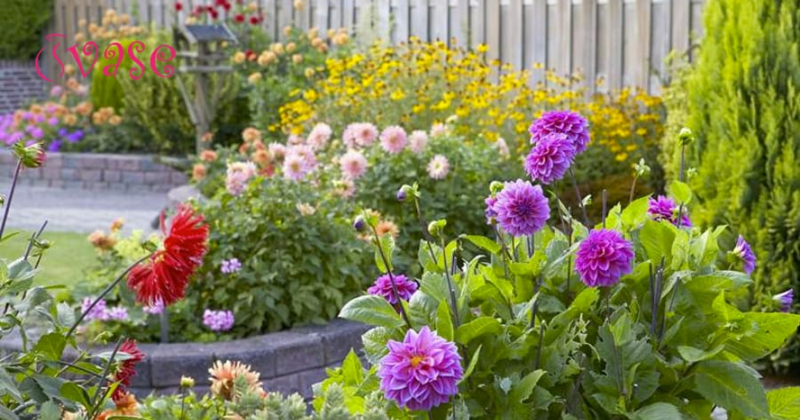 Growing Dahlias And Gardening Information