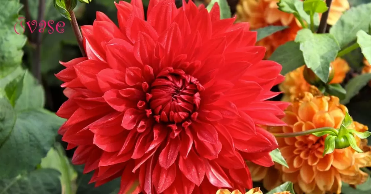 Growing Stunning Red Labyrinth Dahlias in Your Garden