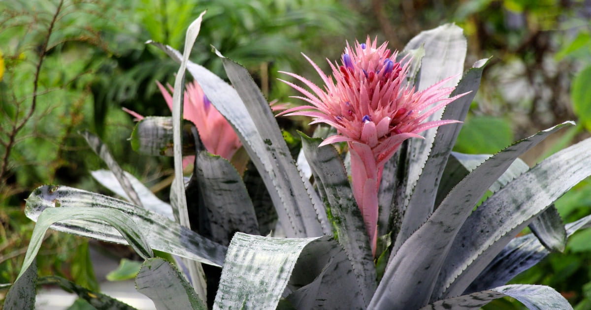 How Do You Take Care Of An Urn Plant?