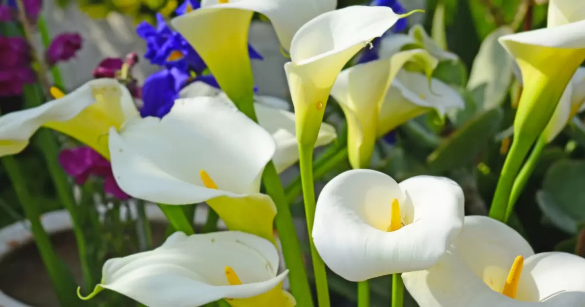 How To Arrange Calla Lilies In A Vase?