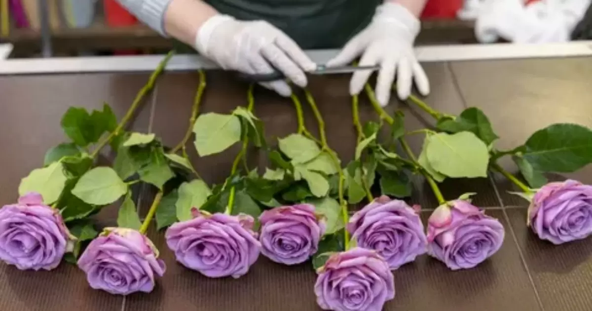 How To Care For Cut Roses 10 Essential Tips