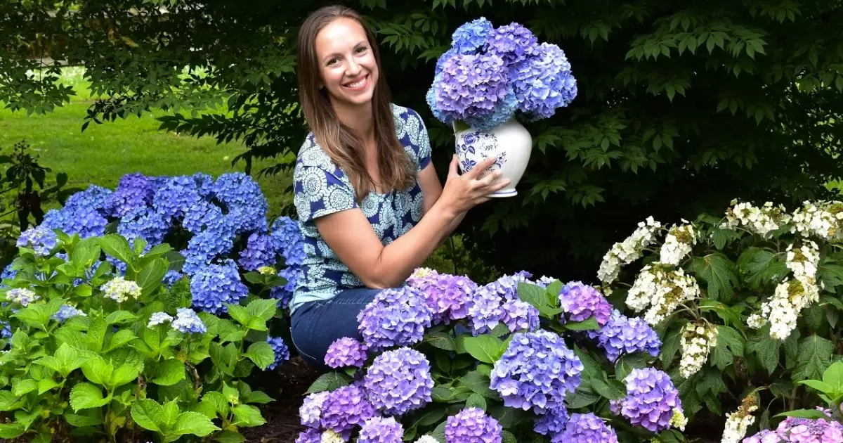 How To Cut Blooms From Your Hydrangea Bush For A Vase Or Arrangement?