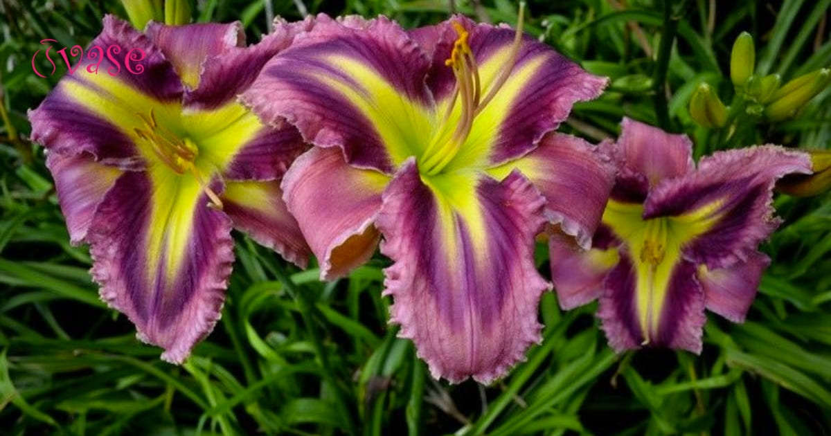 How To Cut Daylilies For A Vase?