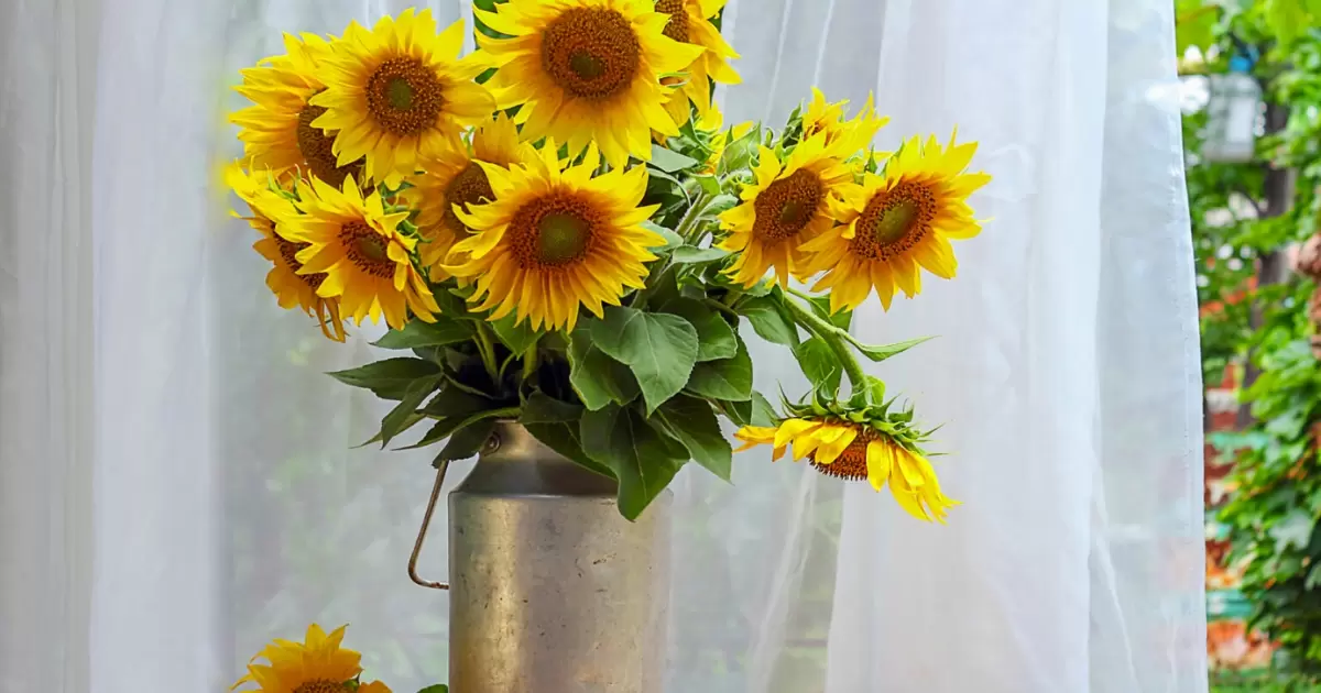 How To Cut Sunflowers For A Vase?