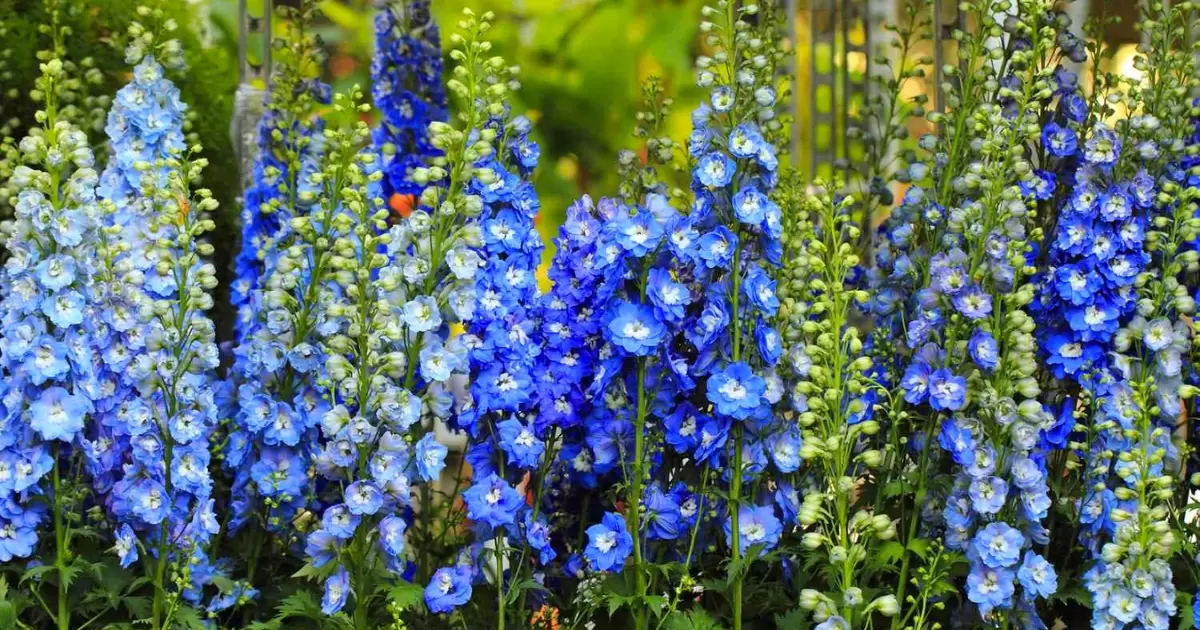 How To Grow And Care For Delphinium Flowers?