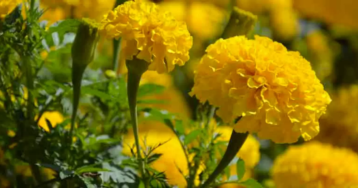 How To Grow Tall African Marigolds For A Vase?