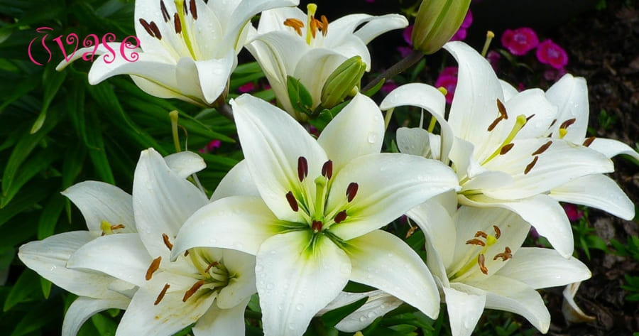 How To Keep Lilies Alive In A Vase