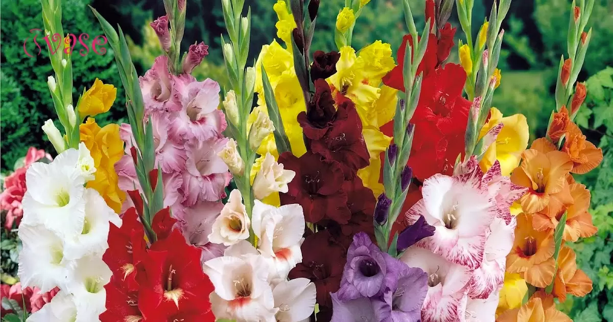 Vase House Values | How To Look After Gladioli Flowers?