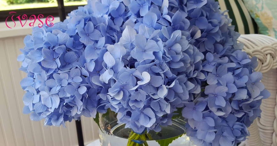 How To Take Care Of Hydrangeas In A Vase