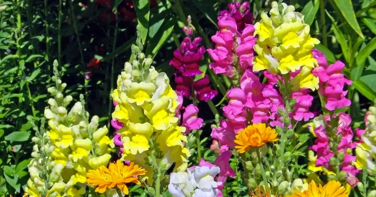 When Is the Best Time to Cut Snapdragons for Vases?